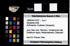 Foto (Objekt + Etikett) von Decapoda indet.  (NHMW-GEO-1990-0041-2707)